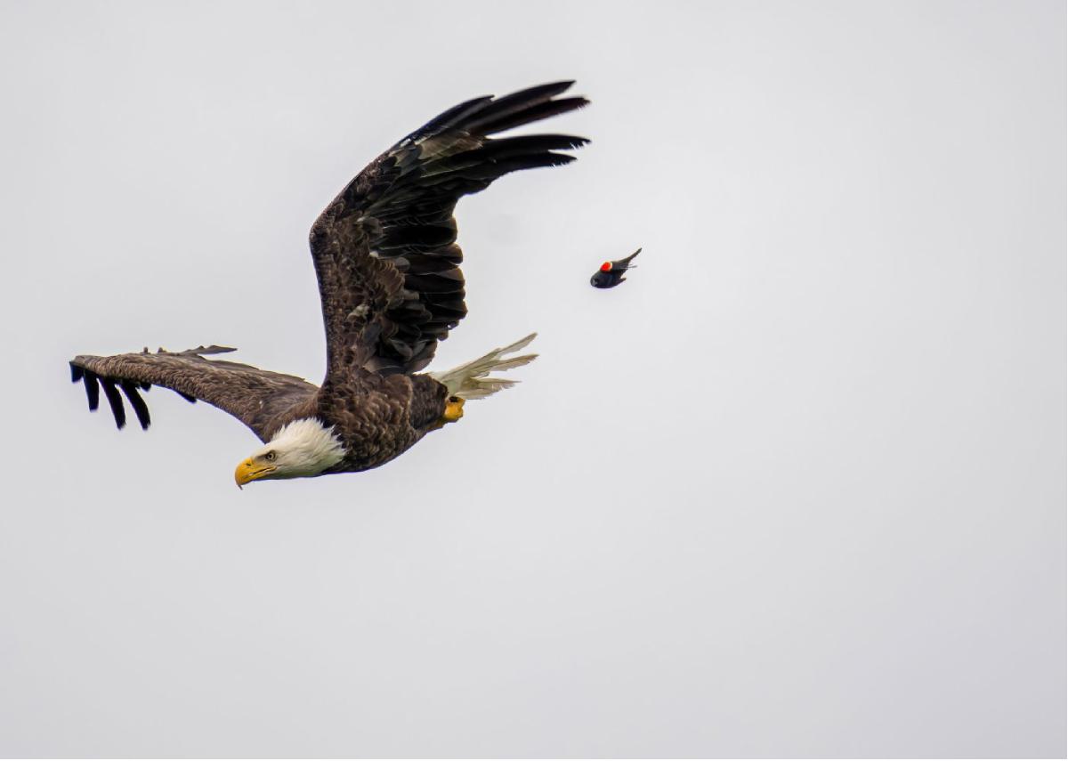 Bald Eagle 06