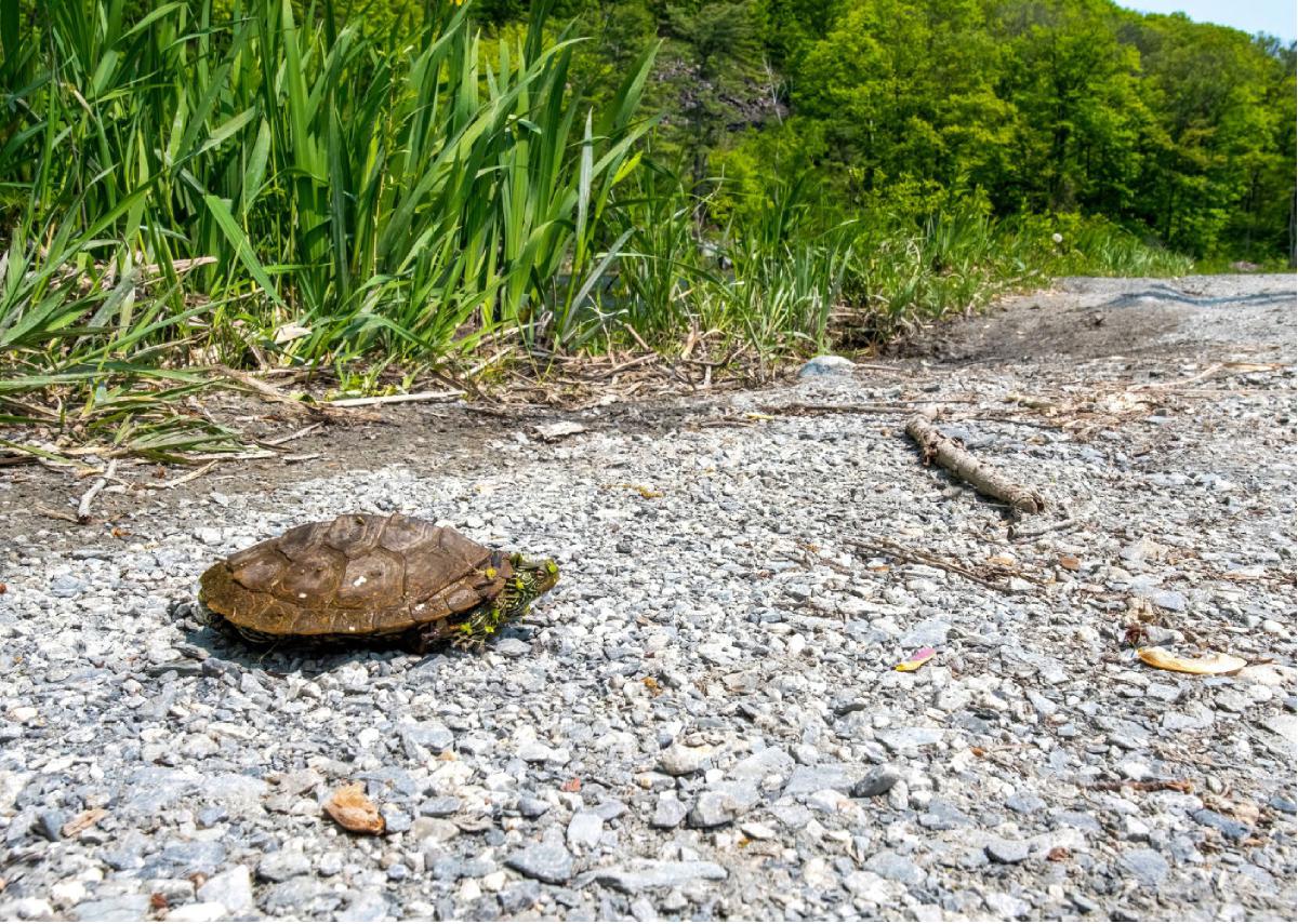 Northern Map Turtle 03