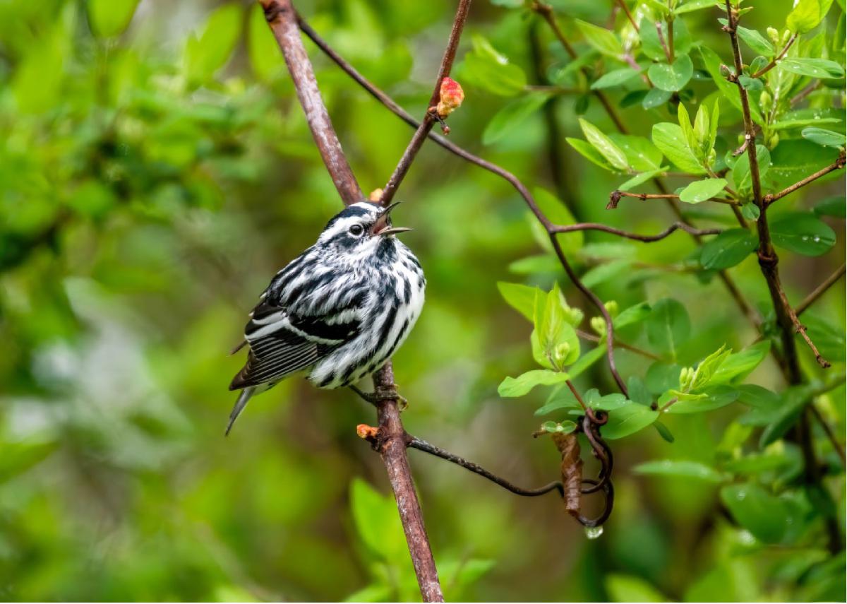 Black and white Warbler 01