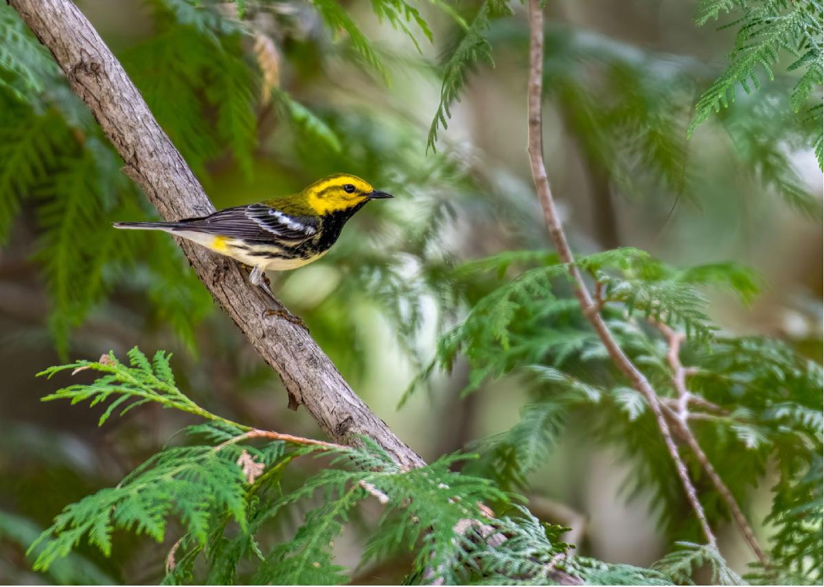 Black throated Green Warbler 01