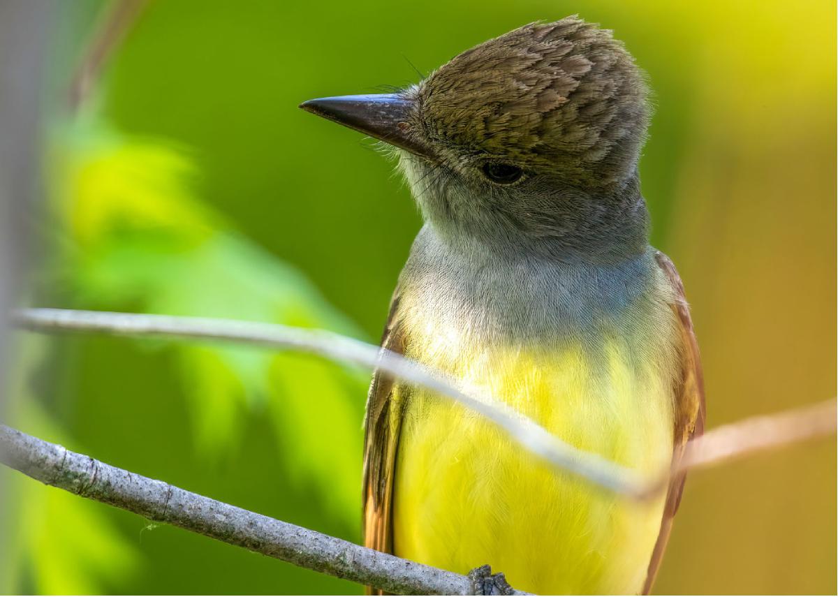 Great Crested Flycatcher 04