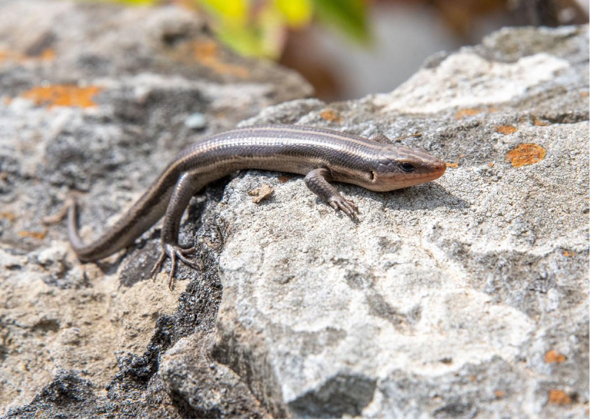 Five lined Skink 03