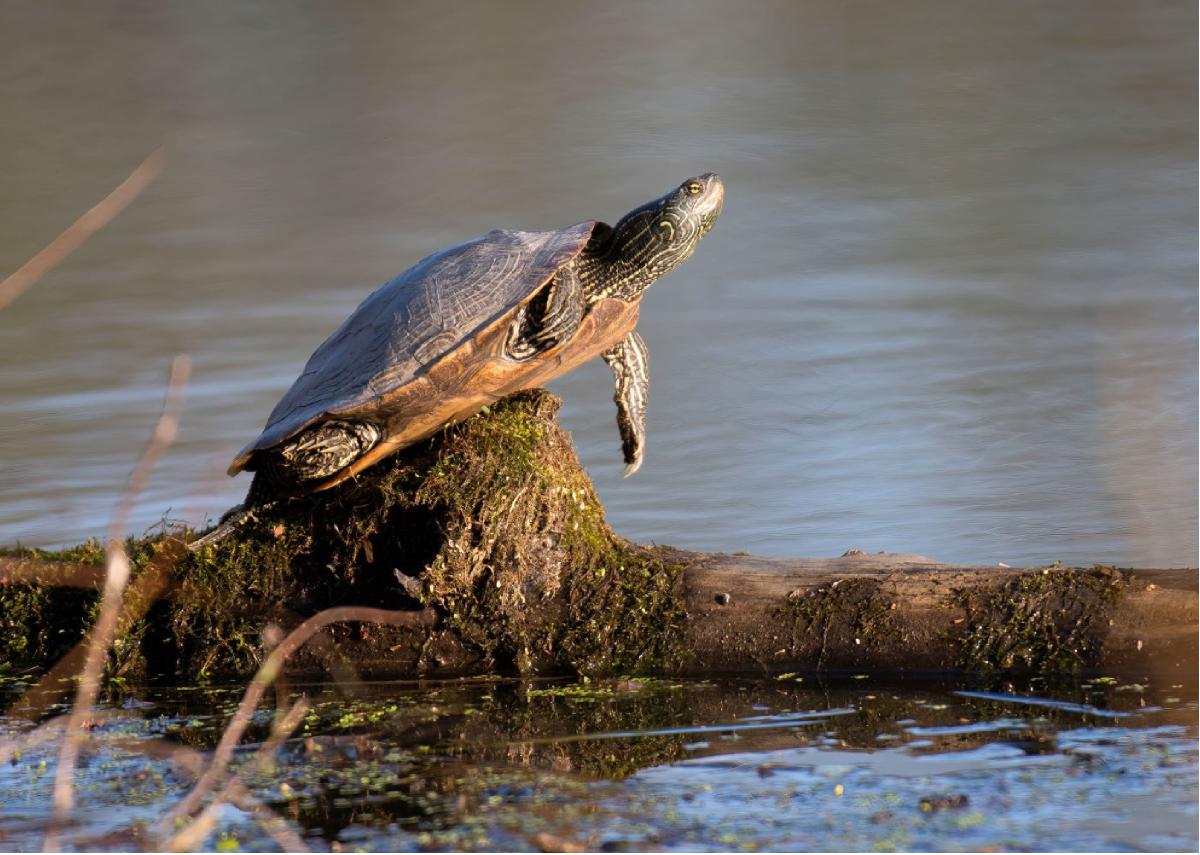 Northern Map Turtle 01