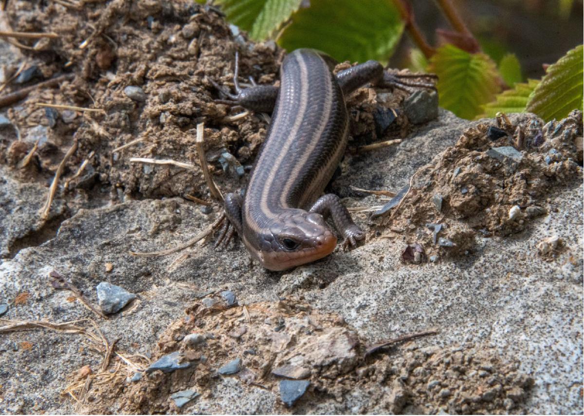 Five lined Skink 04