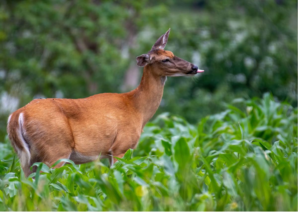 White tailed Deer 06