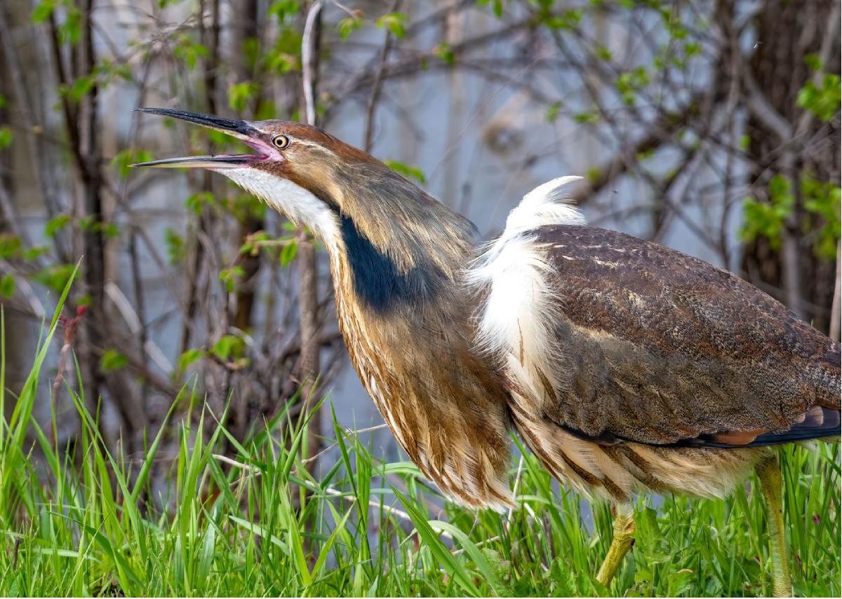 American Bittern 04