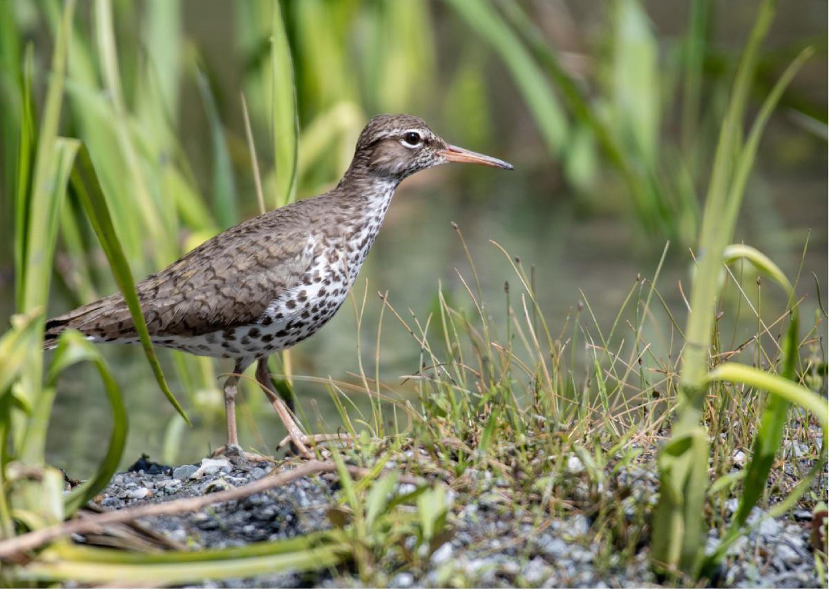 Spotted Sandpiper 03