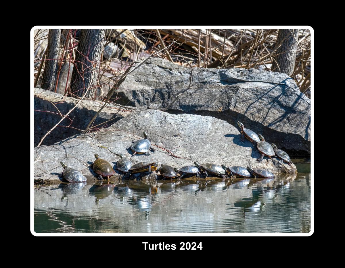 VT and NY Turtles 2024