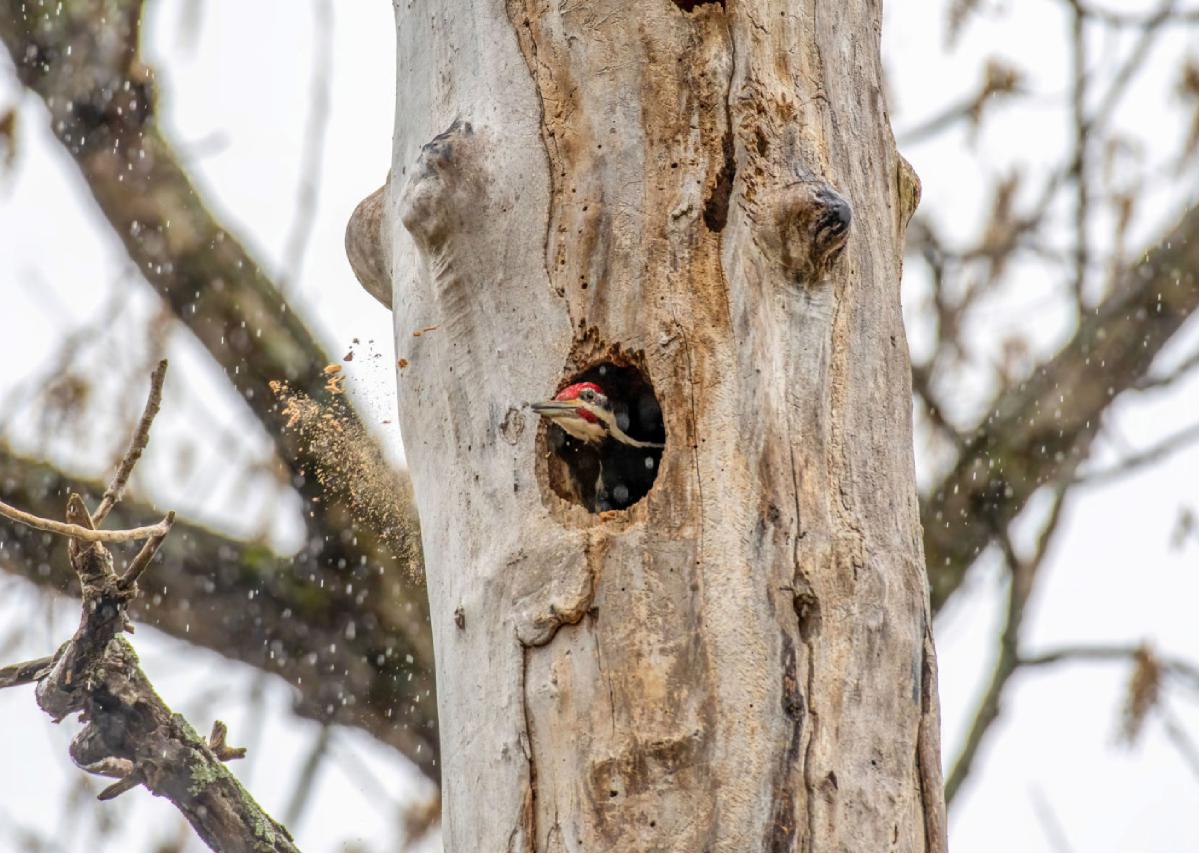 Pileated Woodpecker 05