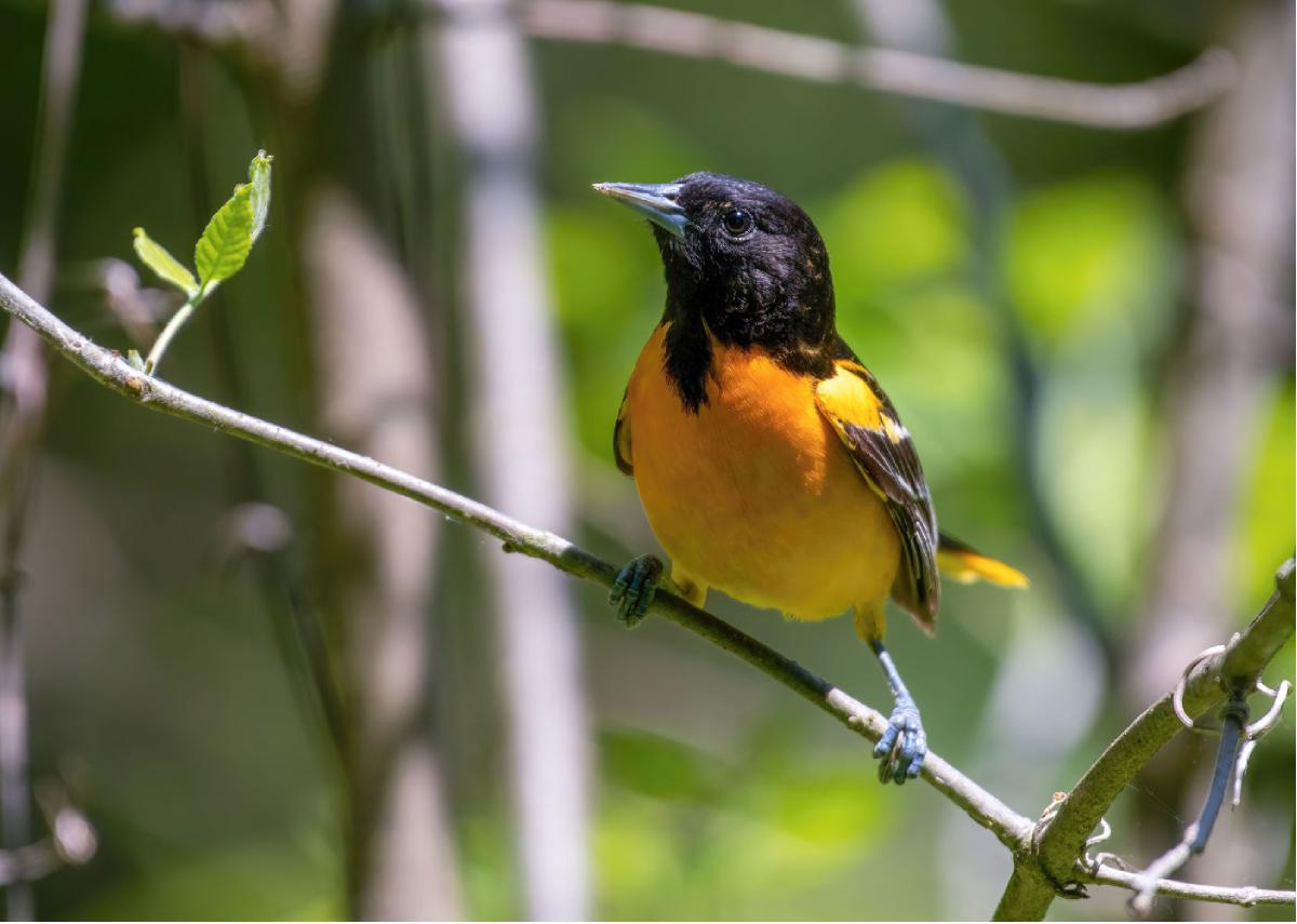 Baltimore Oriole 02