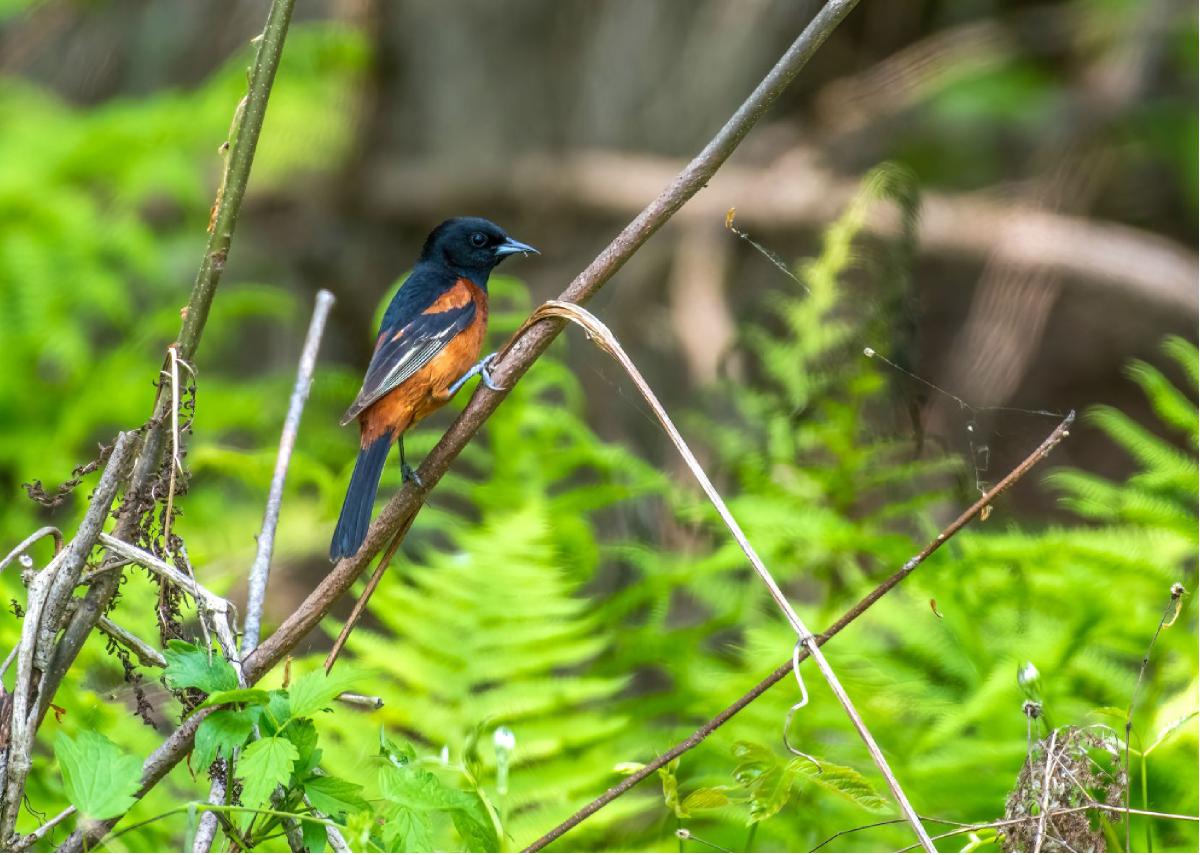 Orchard Oriole 01