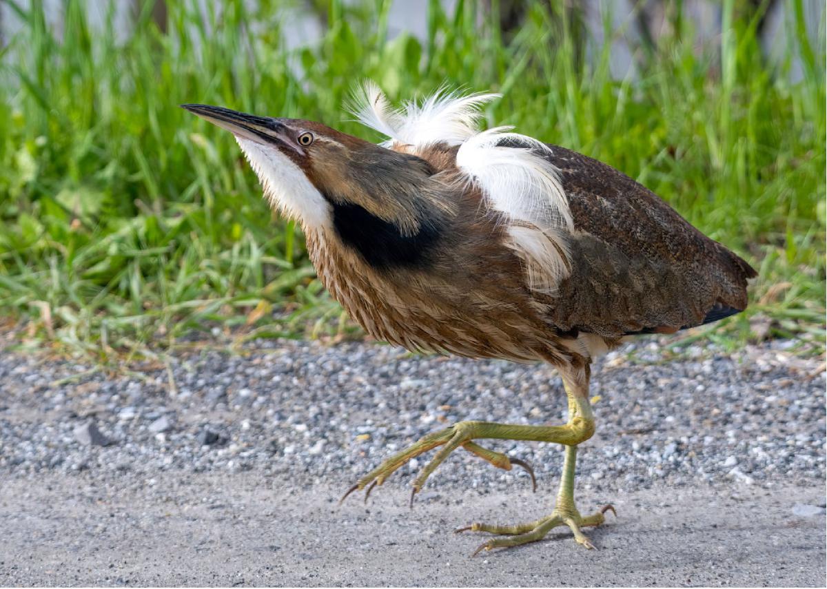 American Bittern 11