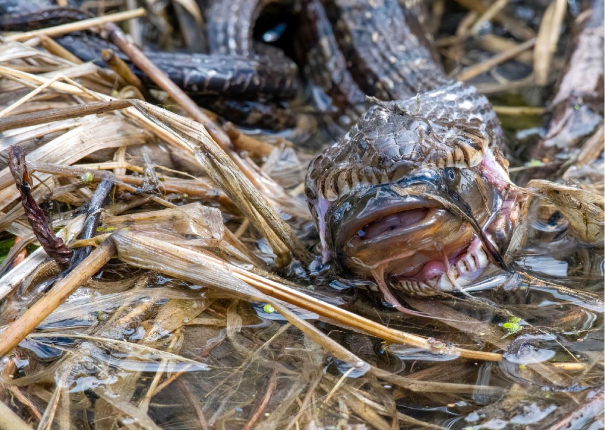 Common Watersnake 04