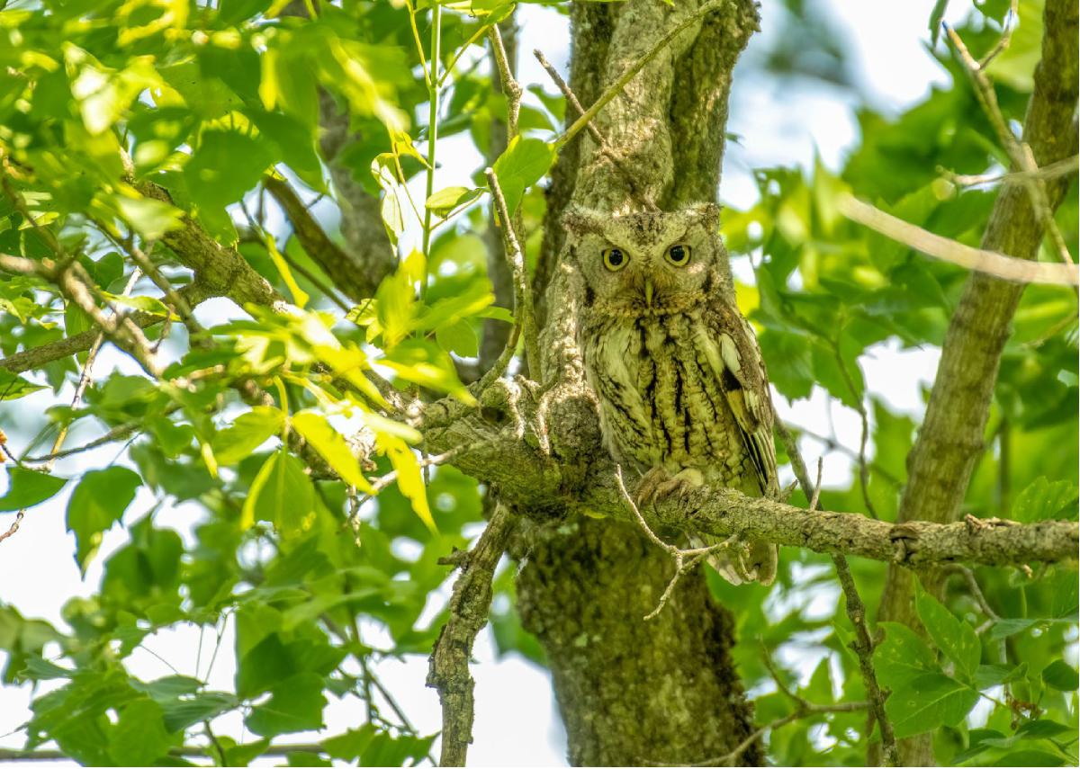 Eastern Screech Owl 10