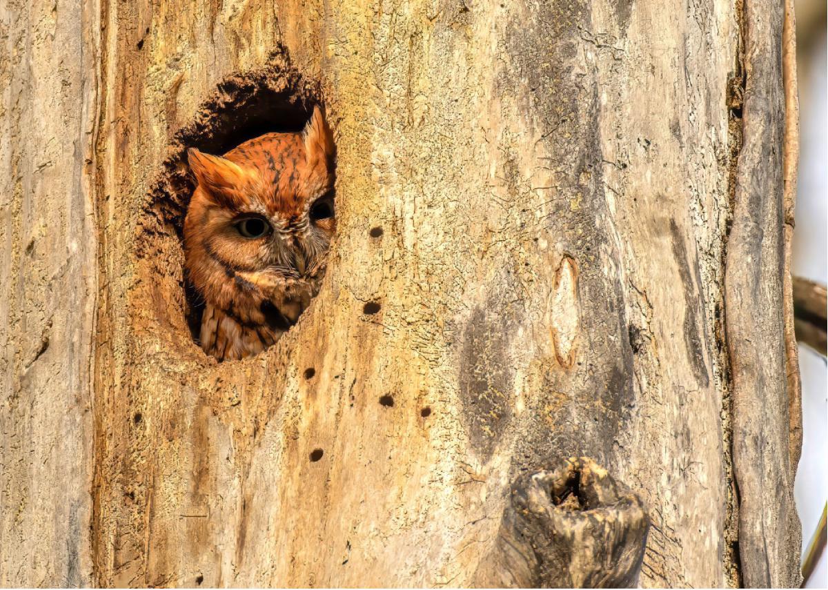 Eastern Screech Owl 16