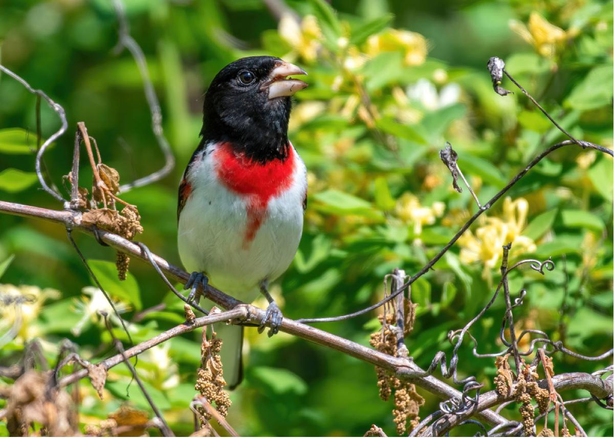 Rose breasted Grosbeak 02