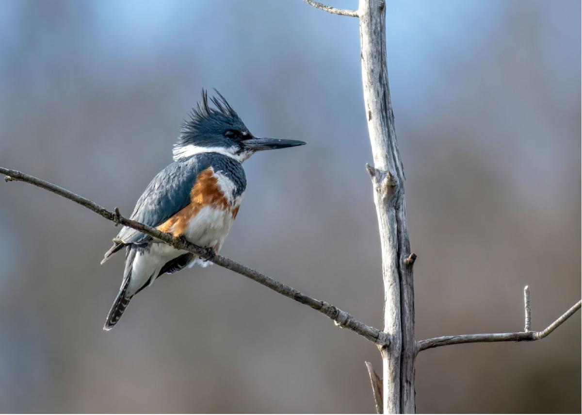 Belted Kingfisher 01