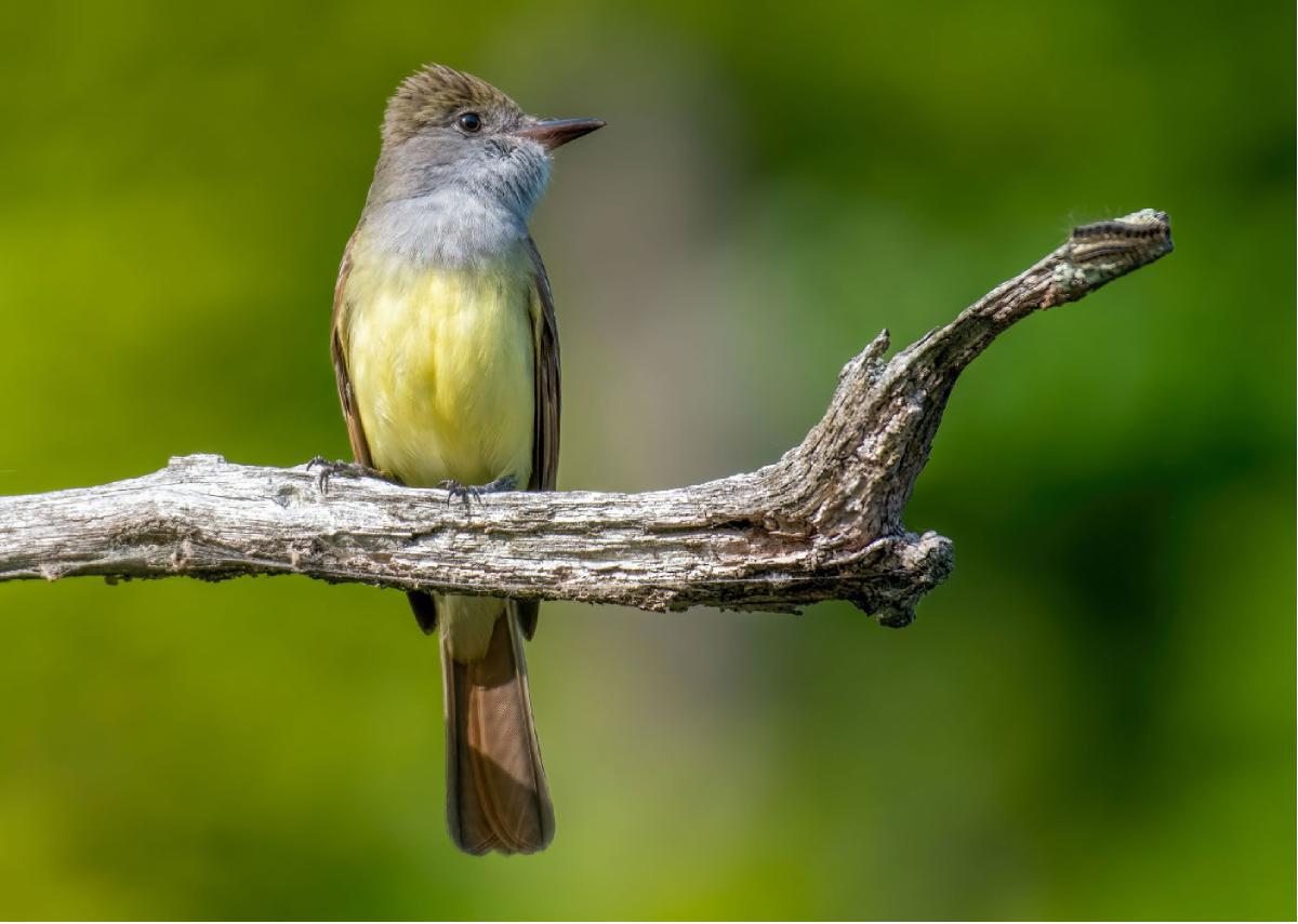 Great Crested Flycatcher 01