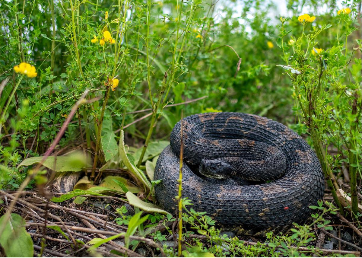 Timber Rattlesnake 03