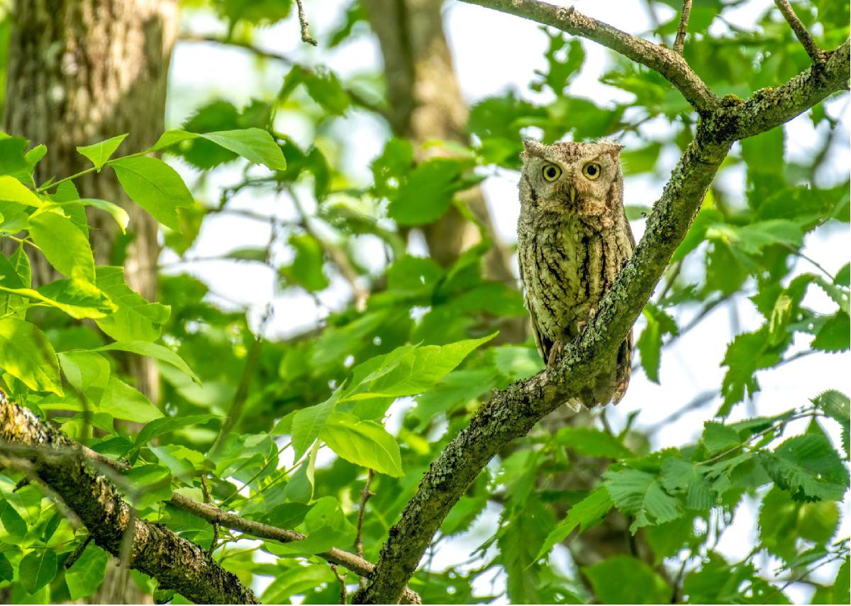 Eastern Screech Owl 07