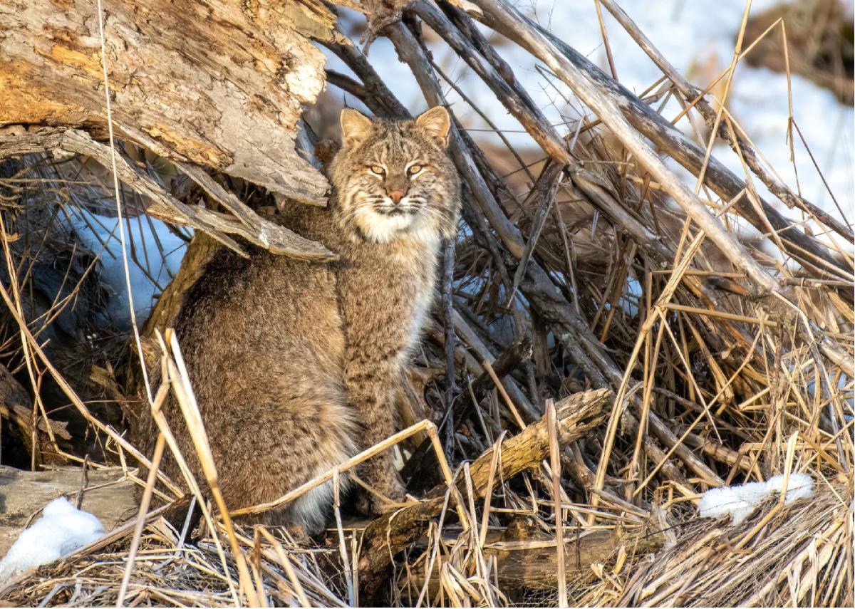 Bobcat 02