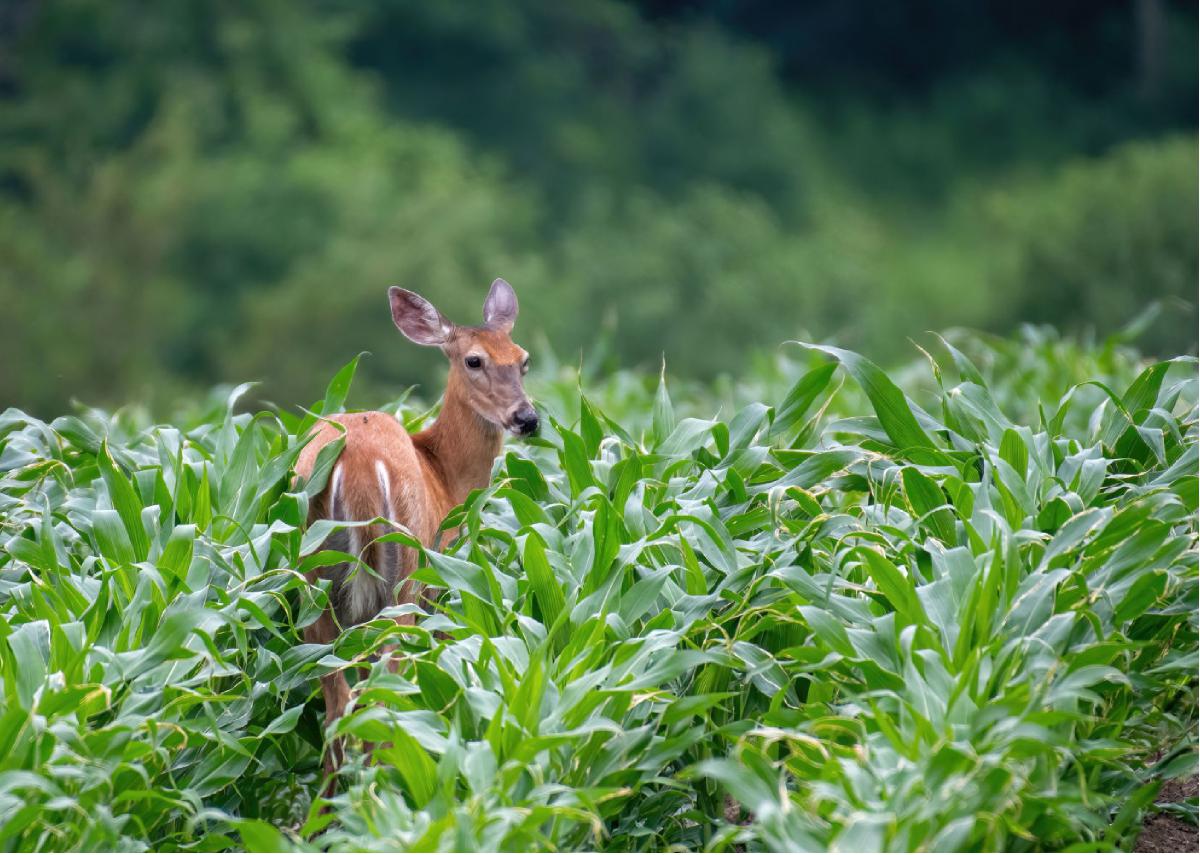 White tailed Deer 06