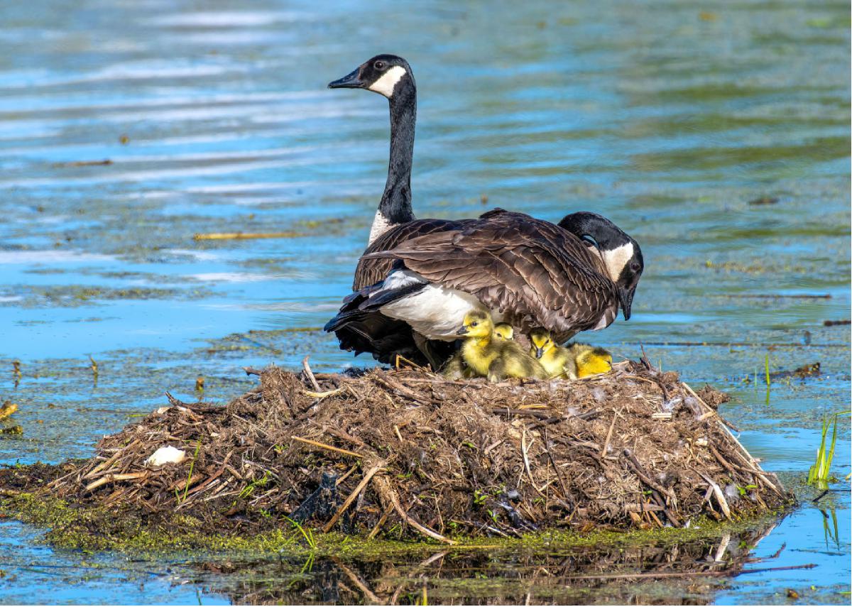 Canada Goose 01