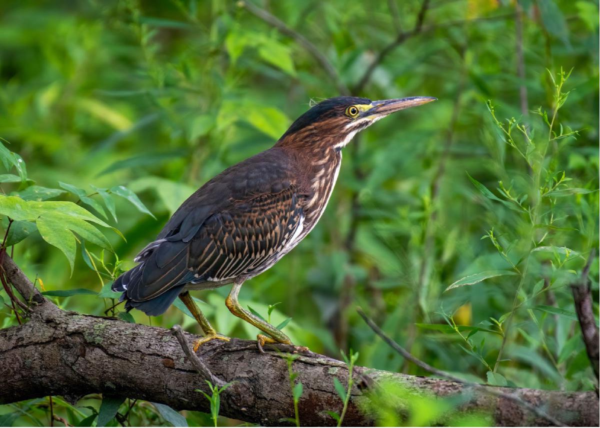 Green Heron 01