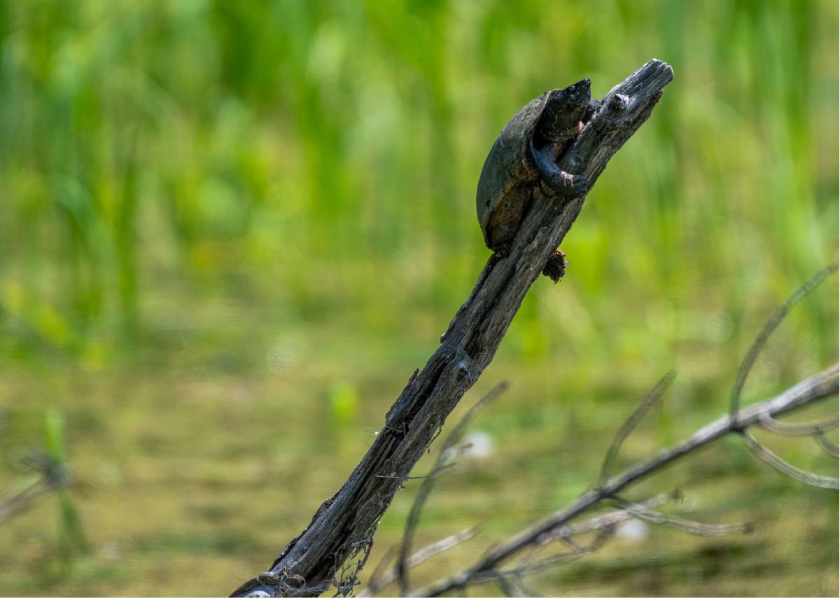 Common Musk Turtle 04