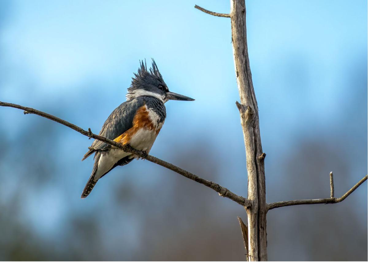 Belted Kingfisher 04
