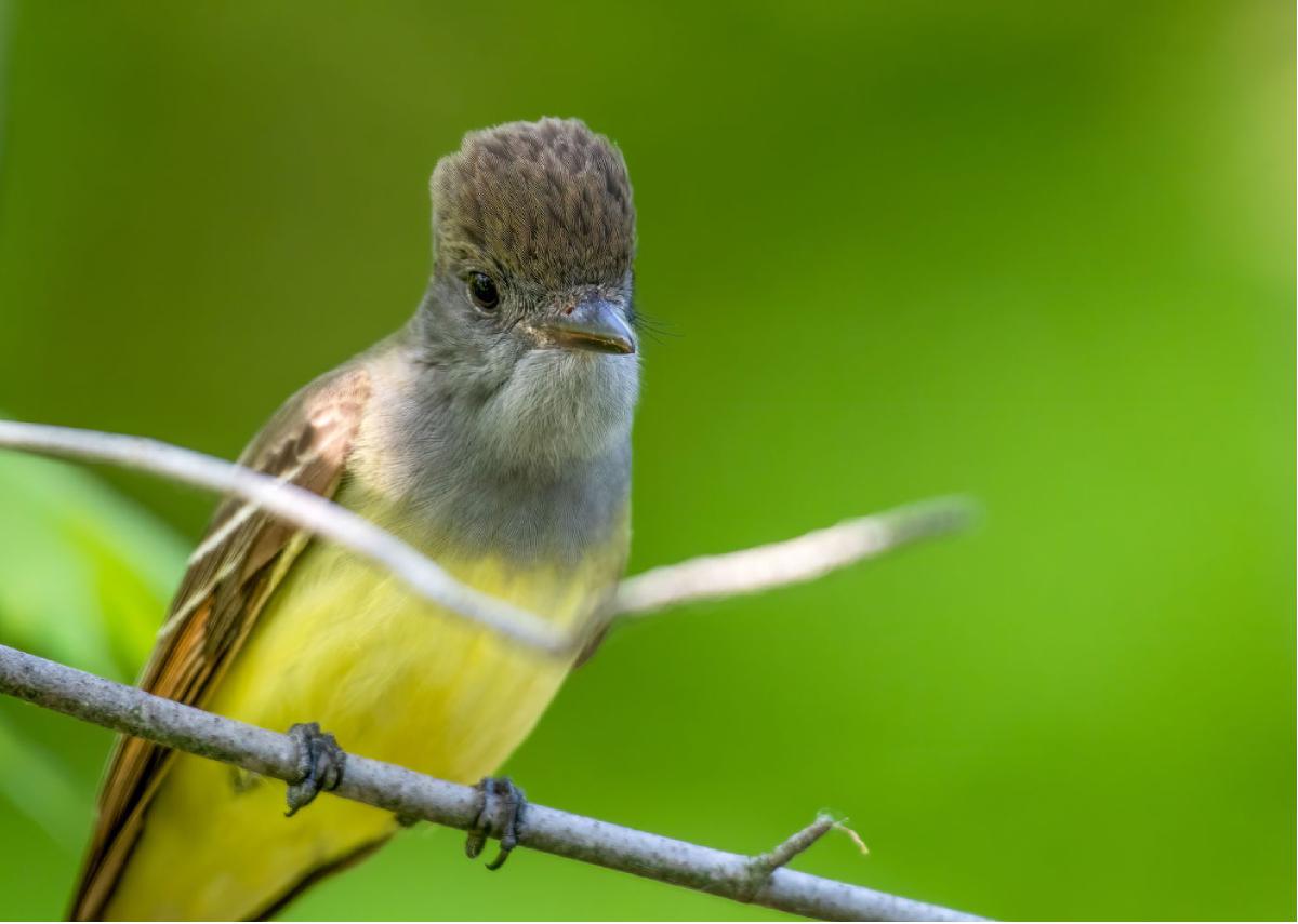 Great Crested Flycatcher 02