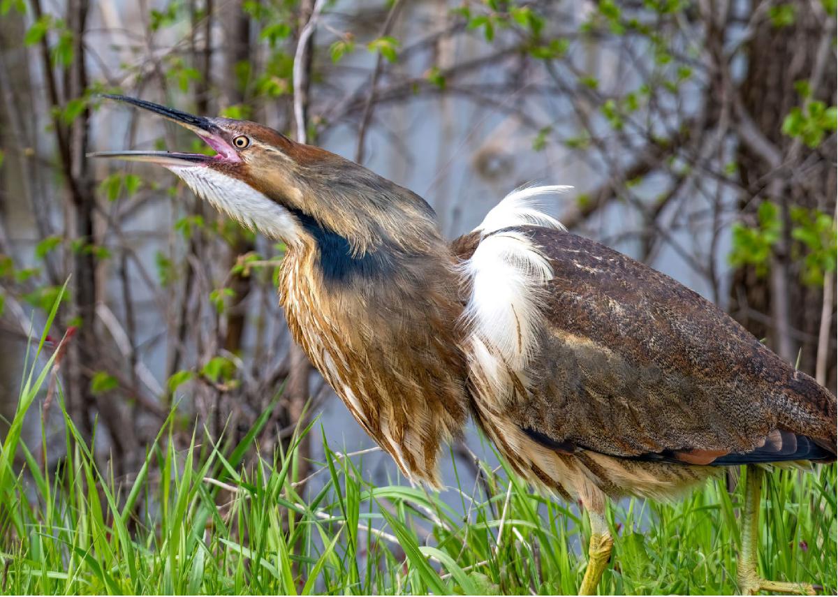 American Bittern 08