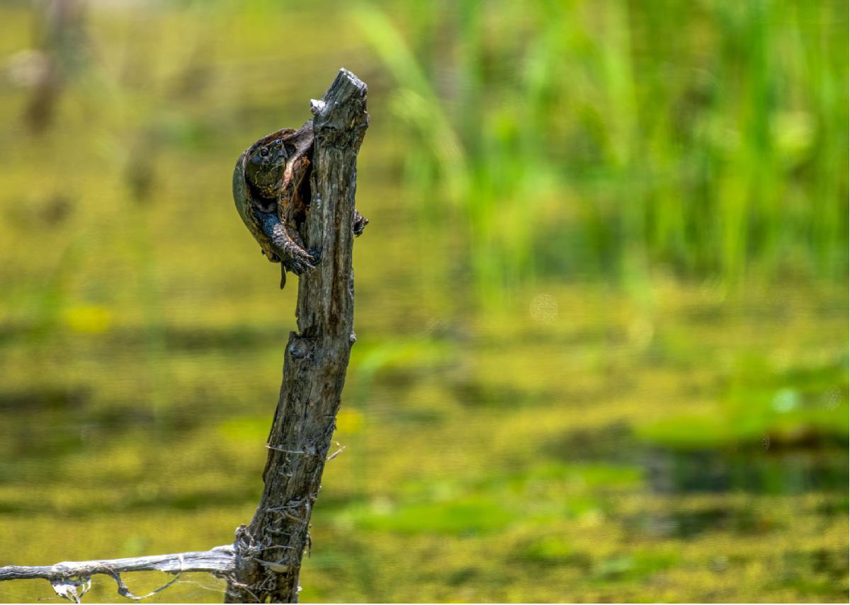 Common Musk Turtle 03