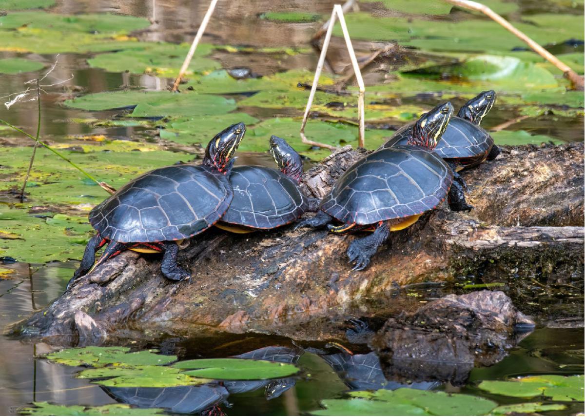 Painted Turtle 06