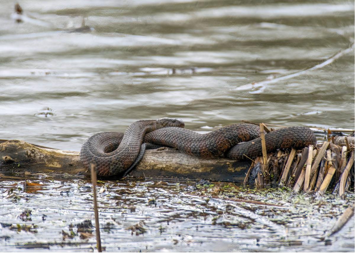 Common Watersnake 01