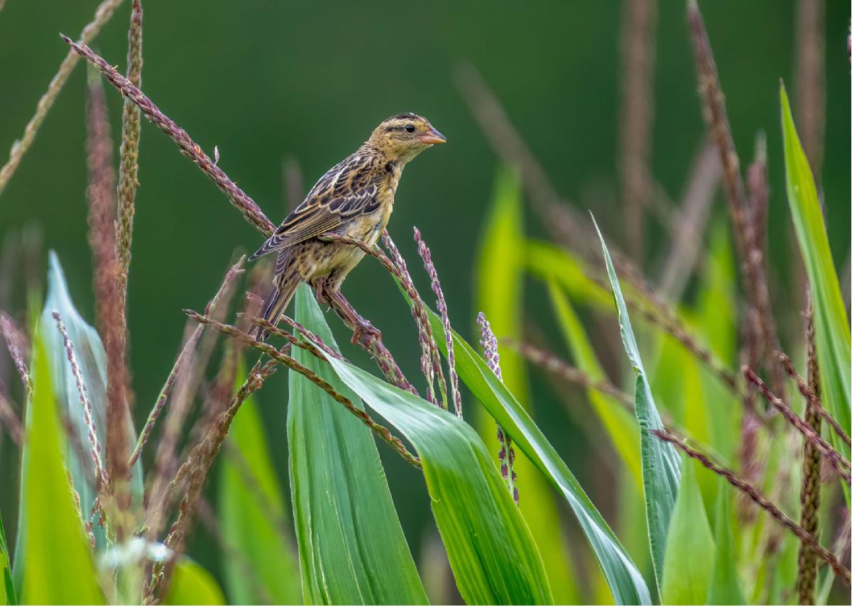 Bobolink 04