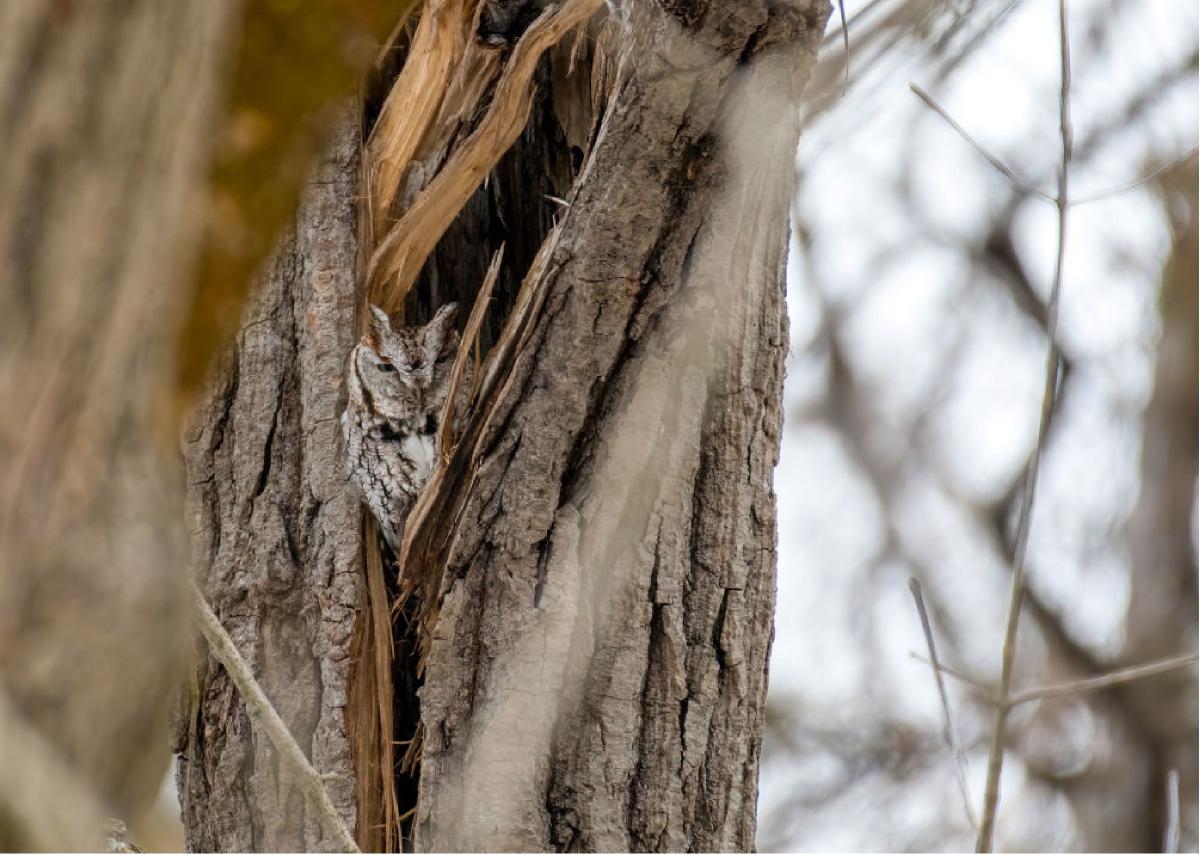 Eastern Screech Owl Card 04