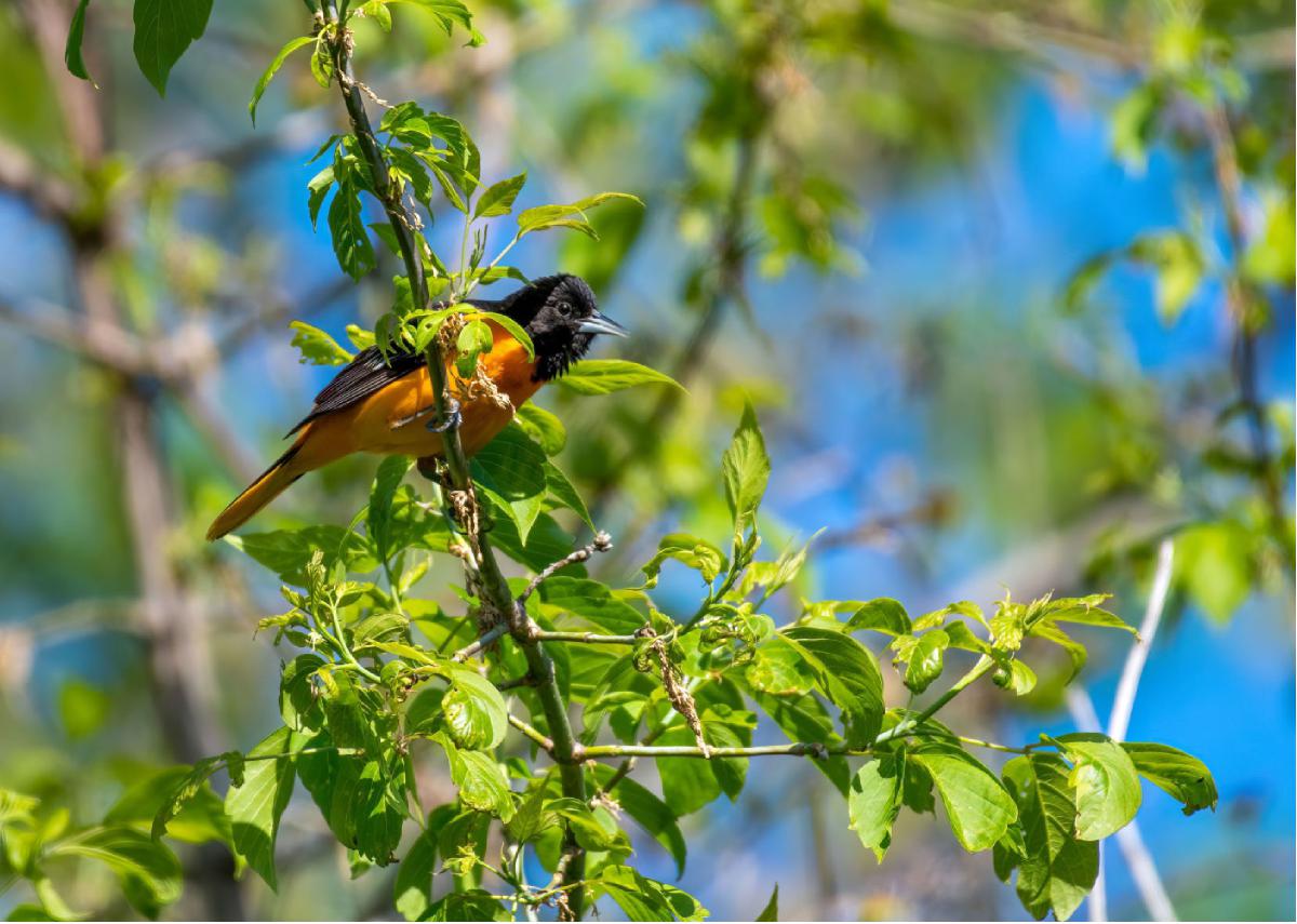 Baltimore Oriole 01