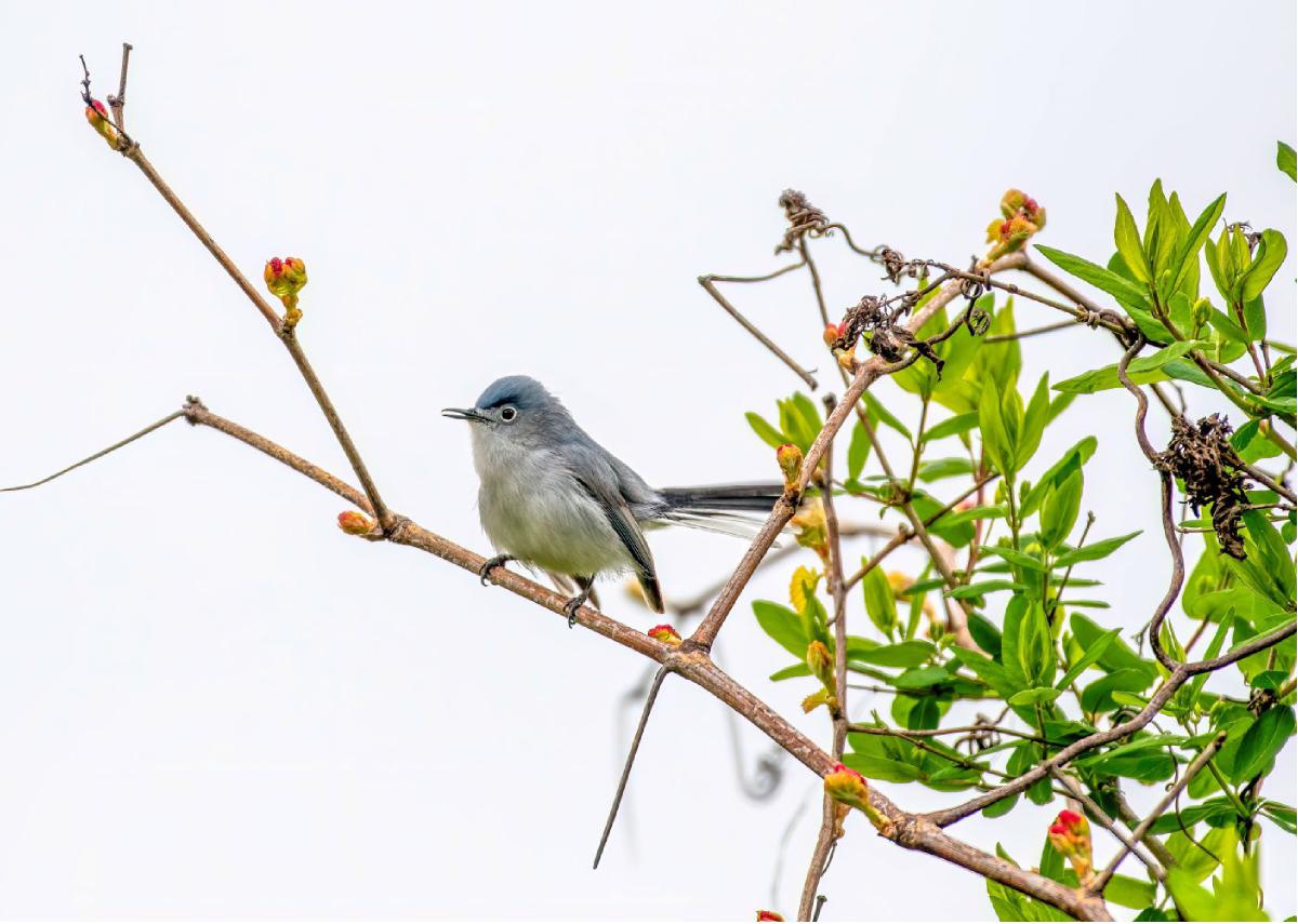 Blue gray Gnatcatcher 02