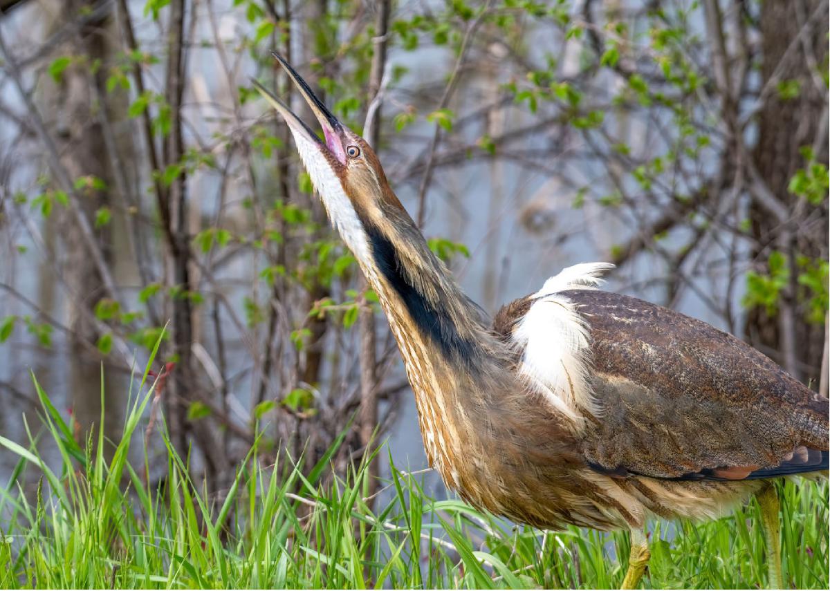 American Bittern 09