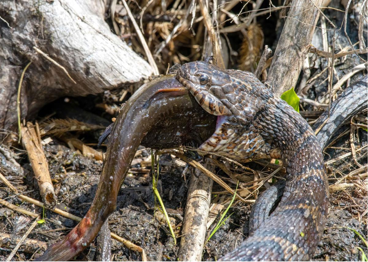 Common Watersnake 04