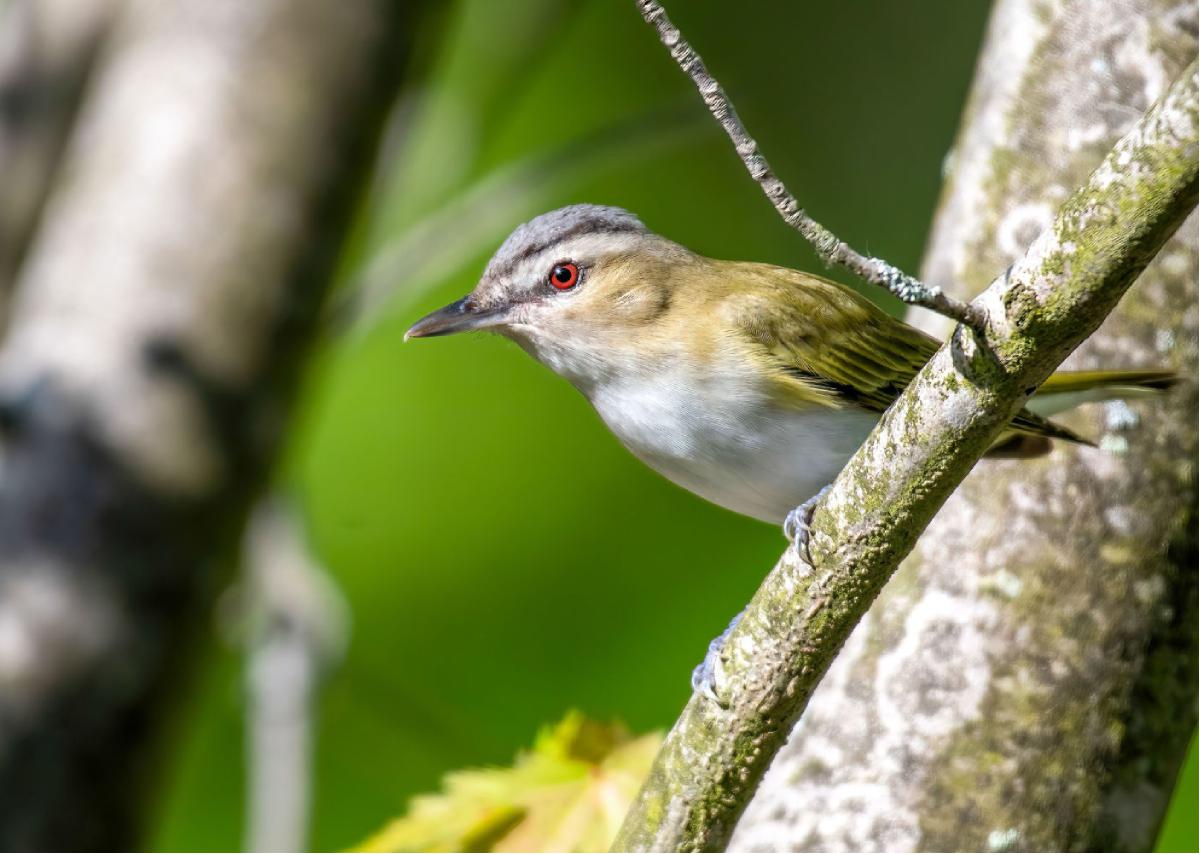 Red eyed Vireo 01