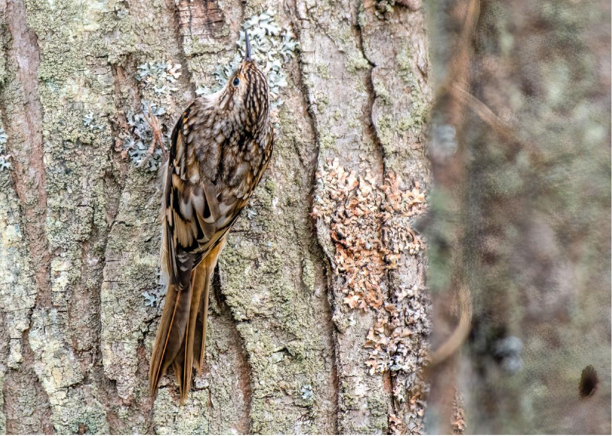 Brown Creeper 02