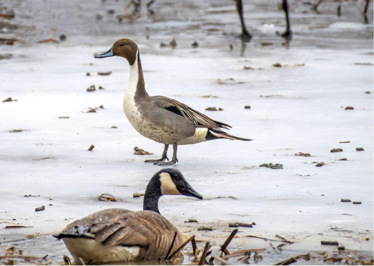 Northern Pintail 01