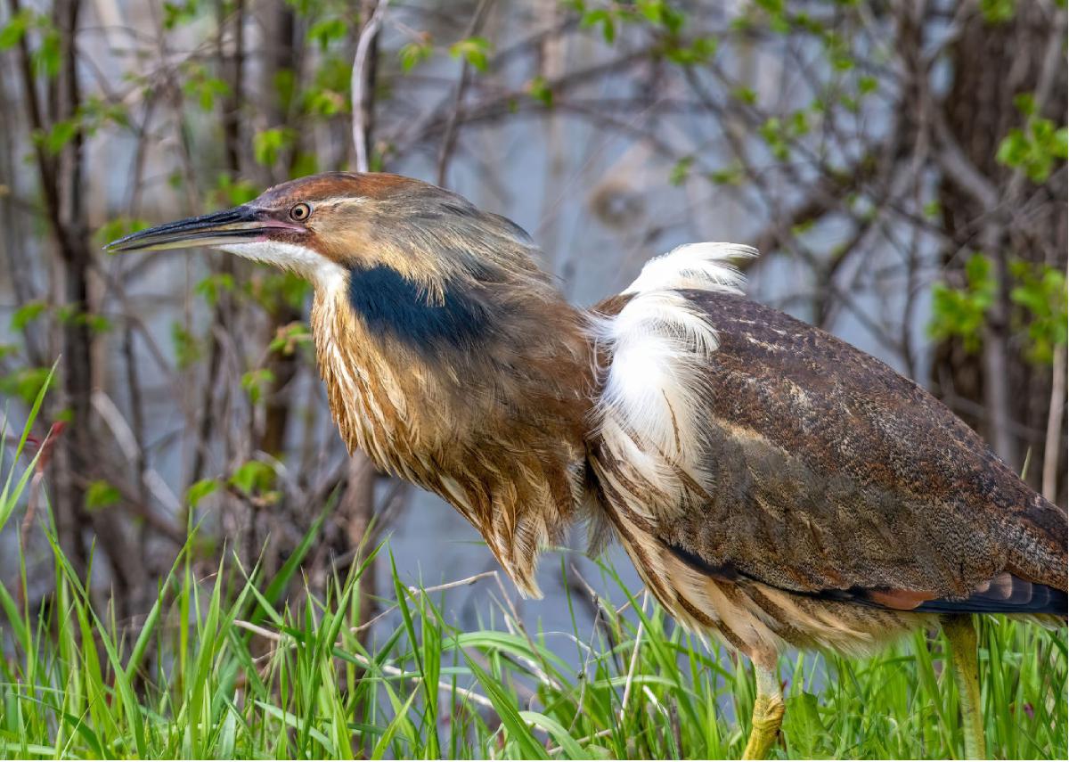 American Bittern 05