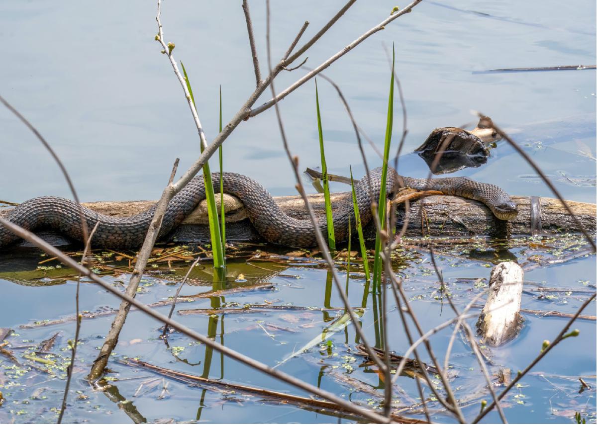 Common Watersnake 02