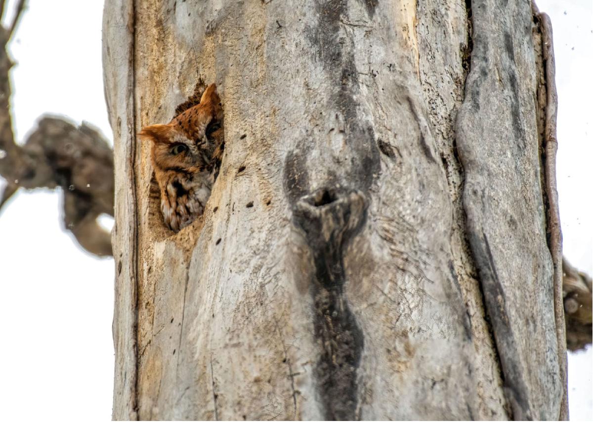 Eastern Screech Owl 02