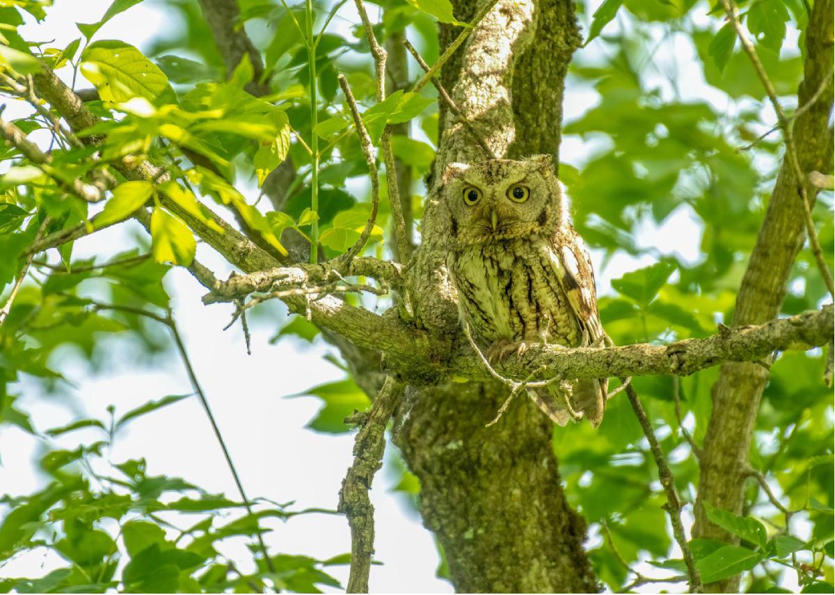 Eastern Screech Owl 11