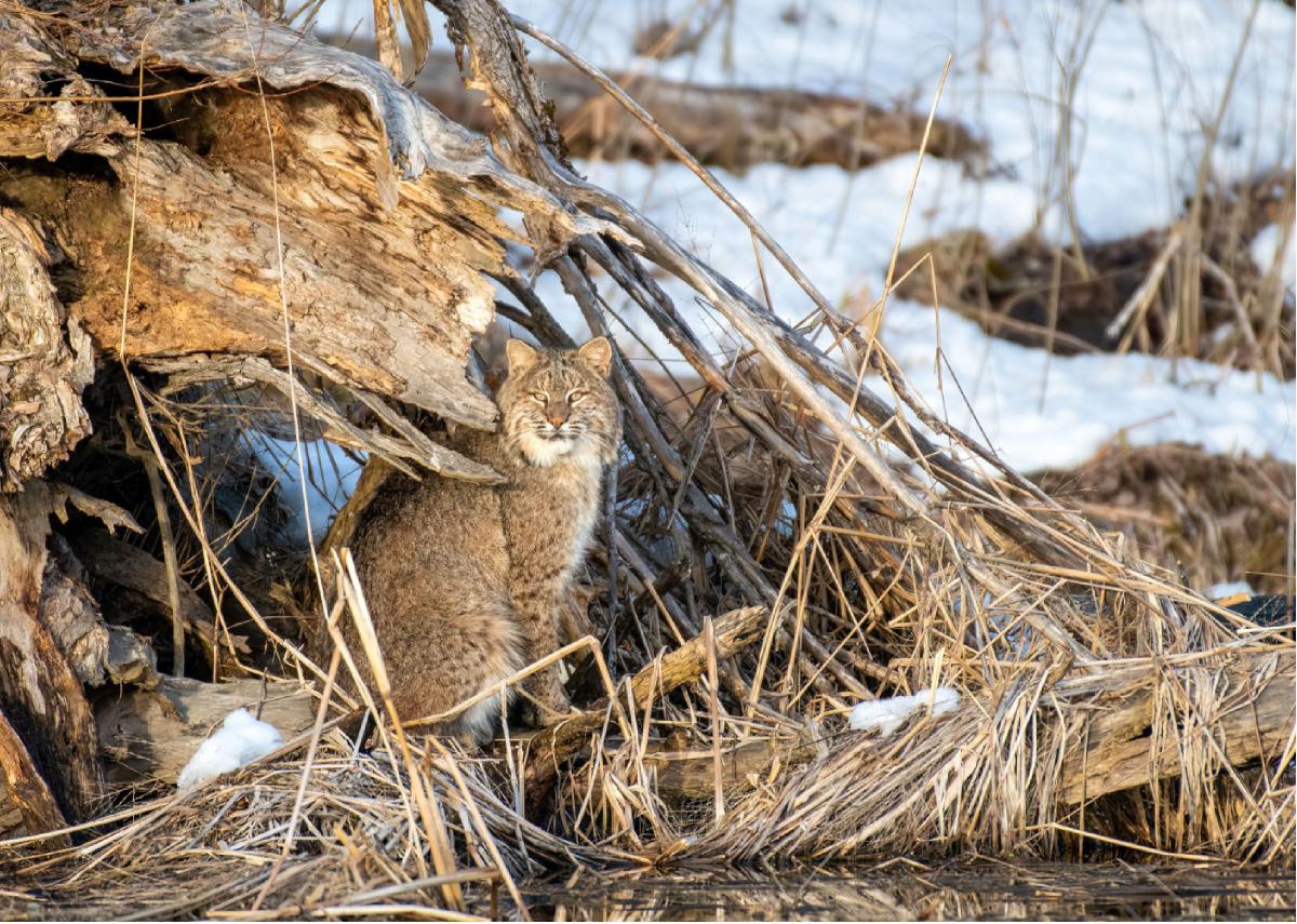 Bobcat 03