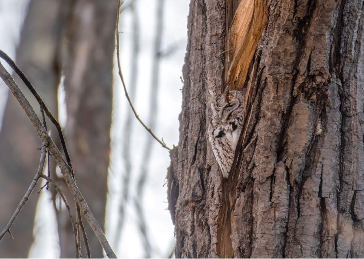 Eastern Screech Owl Card 06